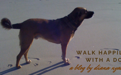 HOW TO WALK HAPPILY WITH A DOG